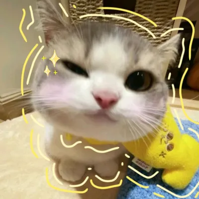 Kucing